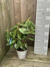 Aangeboden: Rhododendron C1.3 (30-40 cm) – Kwaliteitsplantgoed