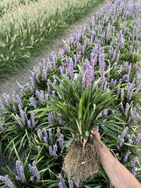 Liriope landplant