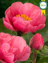 Paeonia Lovely Rose