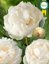 Paeonia Snow Mountain