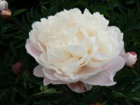 Paeonia Lactiflora Gardenia