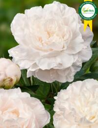 Paeonia Mother’s Choice